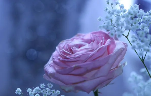 Picture flower, rose, beautiful, bokeh