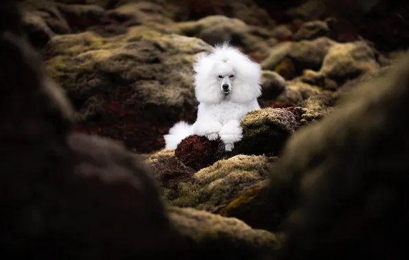 Nature, stones, dog
