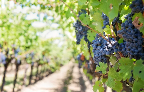 Foliage, grapes, vineyard, leaves, grapes, bunches, the vineyard
