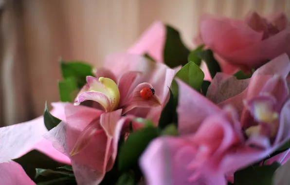 Picture flower, flowers, pink, gentle, ladybug