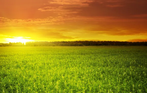 Field, the sky, the sun, clouds, sunset, green, beautiful, Green field