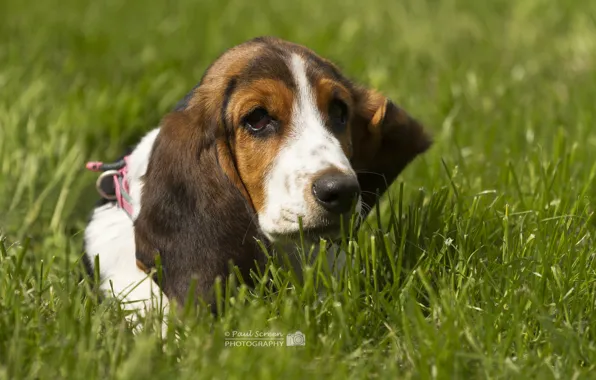 Grass, dog, The Basset hound