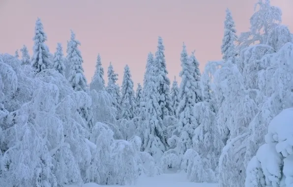 Picture winter, snow, trees, tree