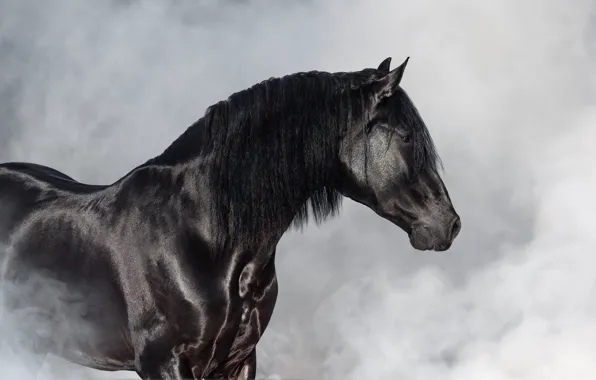 Look, face, fog, horse, black, horse, smoke, couples