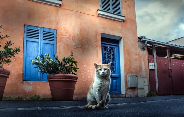 Picture cat, house, street