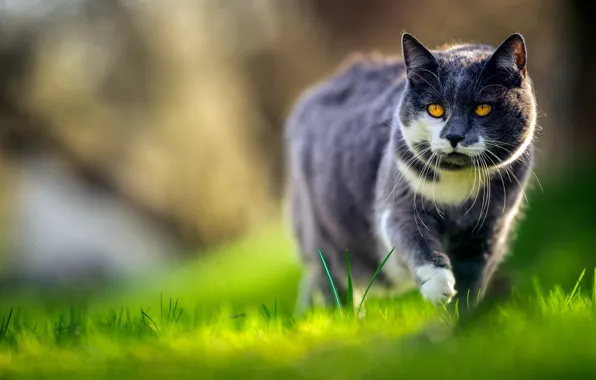 Picture grass, cat, walk, Kote, bokeh