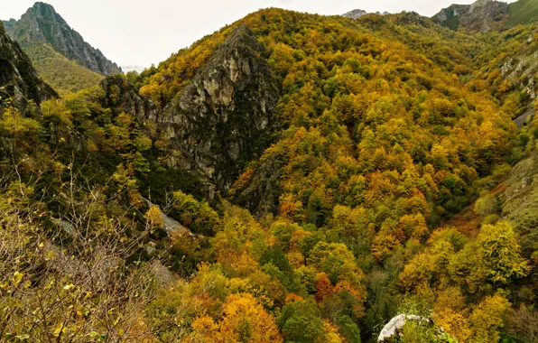 Picture autumn, forest, trees, mountains, rocks