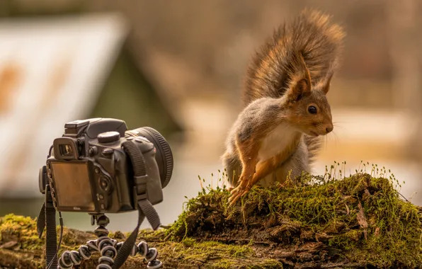 Moss, stump, protein, camera. posing