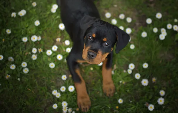Picture look, flowers, dog, Rottweiler, puppy, face, Daisy