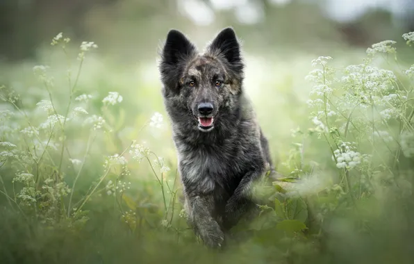 Picture grass, dog, walk