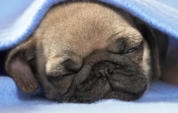 Picture sleep, puppy, blanket, soboka