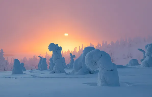 Winter, forest, snow, trees, dawn, in the snow, morning, the snow