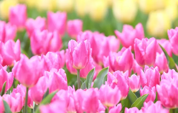 Wallpaper pink, tulips, buds for mobile and desktop, section цветы ...