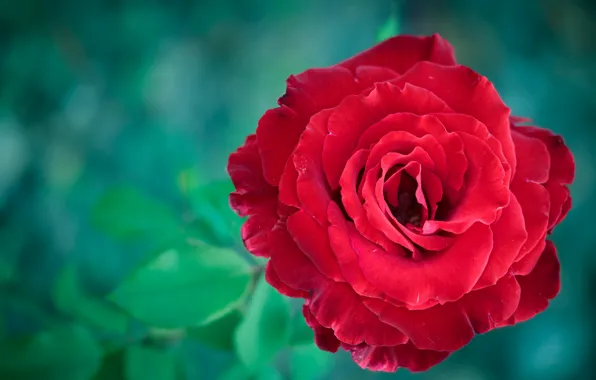 Leaves, macro, flowers, red, roses, green background, bokeh