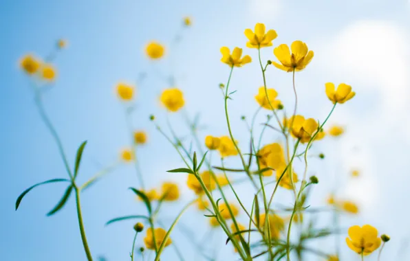 Flowers, spring, yellow, bokeh, buttercups