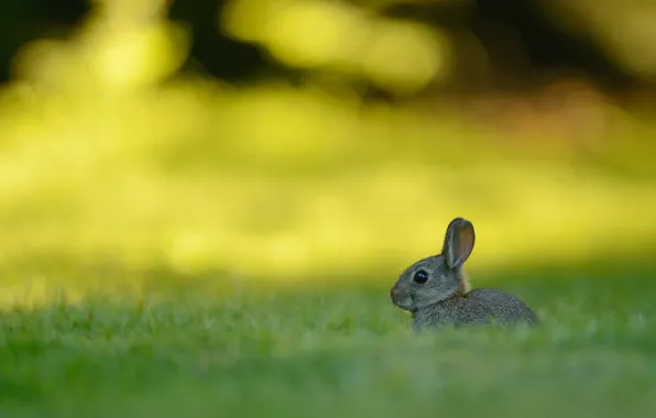 Grass, look, light, nature, glare, grey, glade, hare