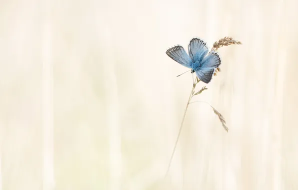 Picture nature, background, butterfly