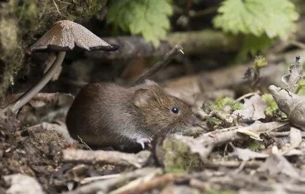 Picture leaves, mushroom, mouse, dry, red, hiding, vole