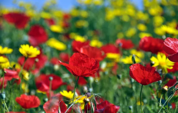 Picture field, flowers, Maki, chamomile, focus, yellow, red, Sunny