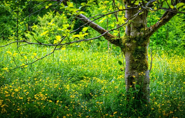Greens, summer, flowers, branches, tree, glade, buttercups