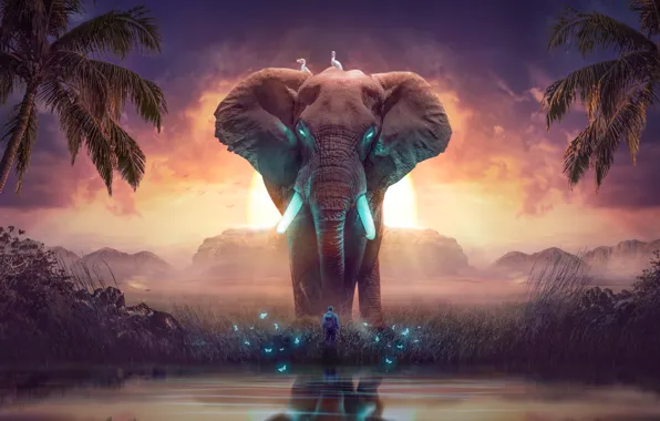 Elephant 4k PC Wallpapers  Wallpaper Cave