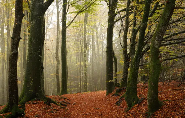 Autumn, forest, trees, branches, fog, foliage, alley, falling leaves