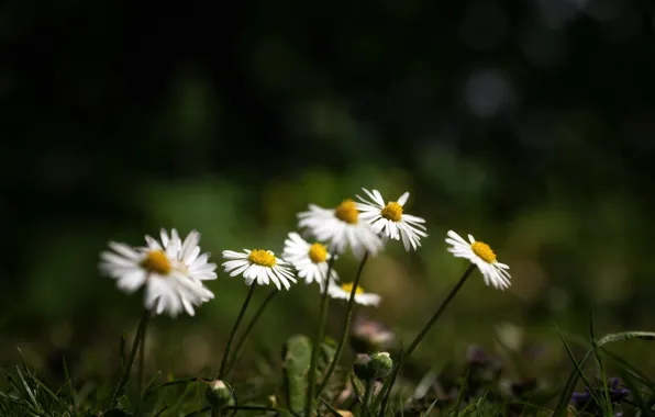Picture greens, summer, nature, chamomile, bokeh
