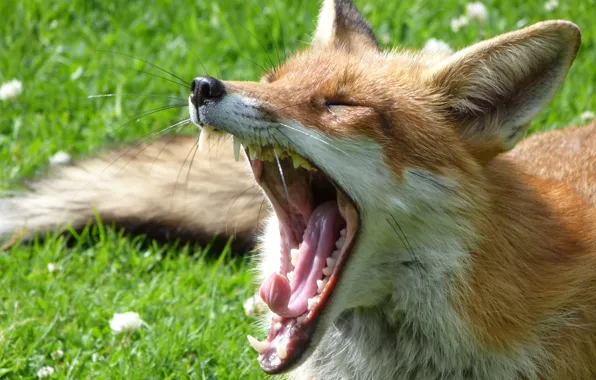 Greens, grass, lawn, mouth, Fox, yawns