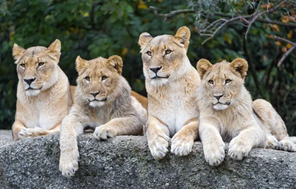 Picture cats, stone, lions, the cubs, lioness, ©Tambako The Jaguar