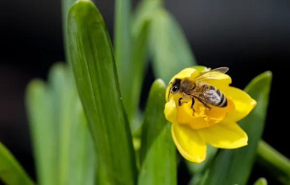 Flower, leaves, macro, yellow, bee, spring, insect, Narcissus