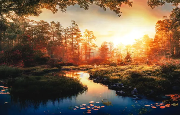 Wallpaper autumn, forest, grass, leaves, the sun, light, landscape, sunset