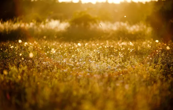 Picture summer, the sun, nature, background, glade, plants, blur, grass