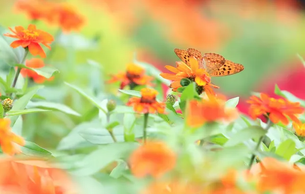 Summer, flowers, nature, butterfly