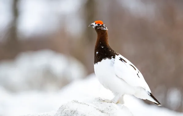 Winter, white, snow, background, bird, bokeh, partridge, red eyebrows