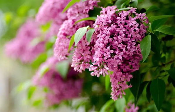 Picture leaves, flowers, branches, nature, focus, spring, blur, lilac