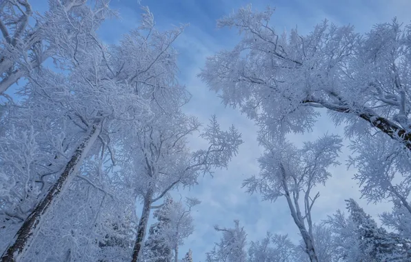 Winter, the sky, snow, trees