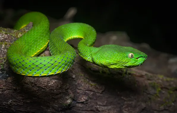 Nature, snake, reptile