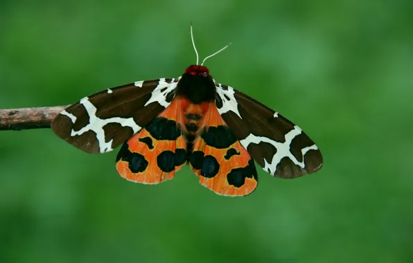 Microsemi, butterfly, wings, insect, beautiful, closeup