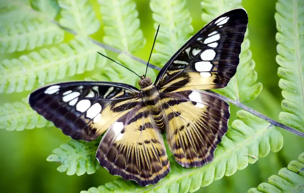 Picture macro, sheet, butterfly, Sylvia Tiger