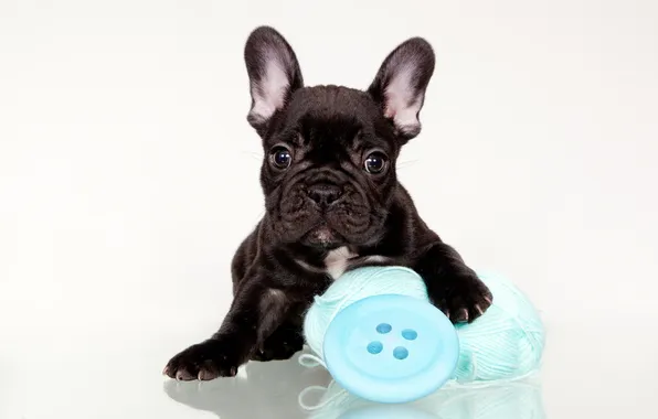 Picture tangle, black, puppy, French bulldog, button