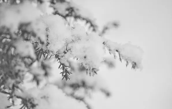 Ice, winter, snow, needles, branch, tree, Nature, spruce