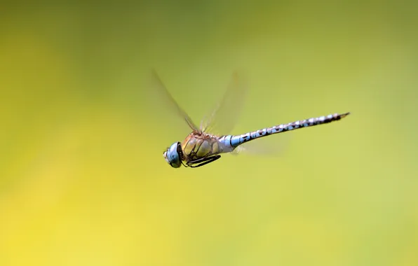 Picture flight, wings, dragonfly