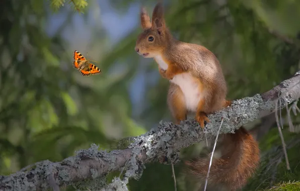 Branches, butterfly, protein, insect, needles