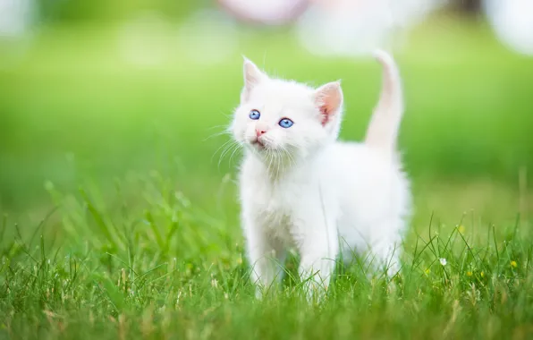 Grass, baby, kitty, blue eyes, white kitten