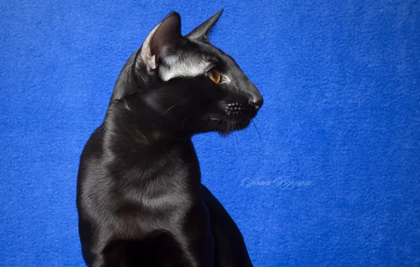 Eyes, cat, look, black cat, blue background, Oriental