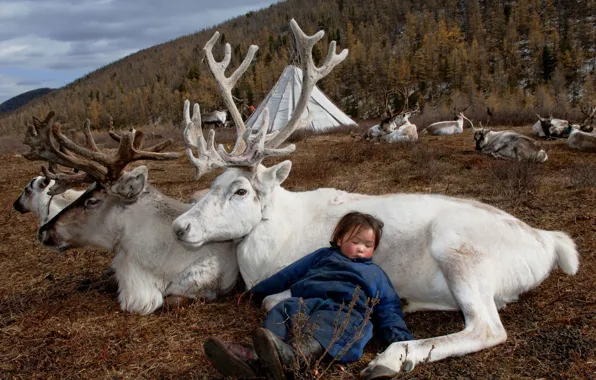 Nature, life, girl, deer, Mongolia