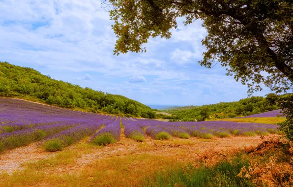 Picture the sky, clouds, trees, hills, glade, France, the bushes, lavender