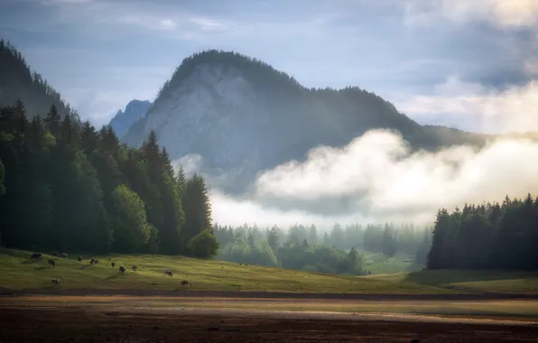 Landscape, mountains, nature, fog, cows