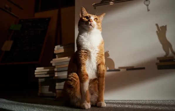 Cat, eyes, cat, look, light, emotions, room, wall