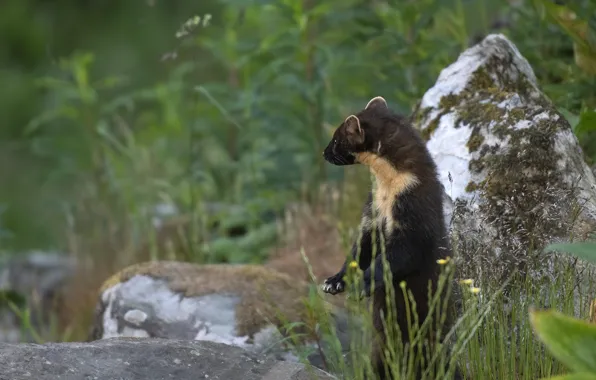 Grass, nature, pose, stones, legs, stand, marten